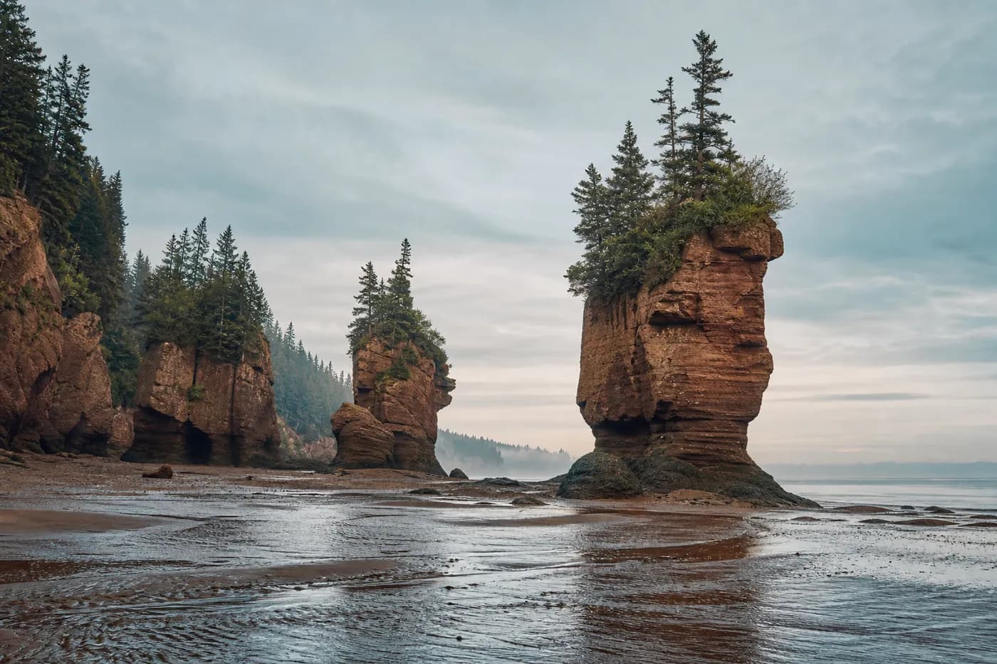 Eroded red sandstone sea stacks topped with evergreens rising from the tidal flats of the Bay of Fundy at low tide, New Brunswick